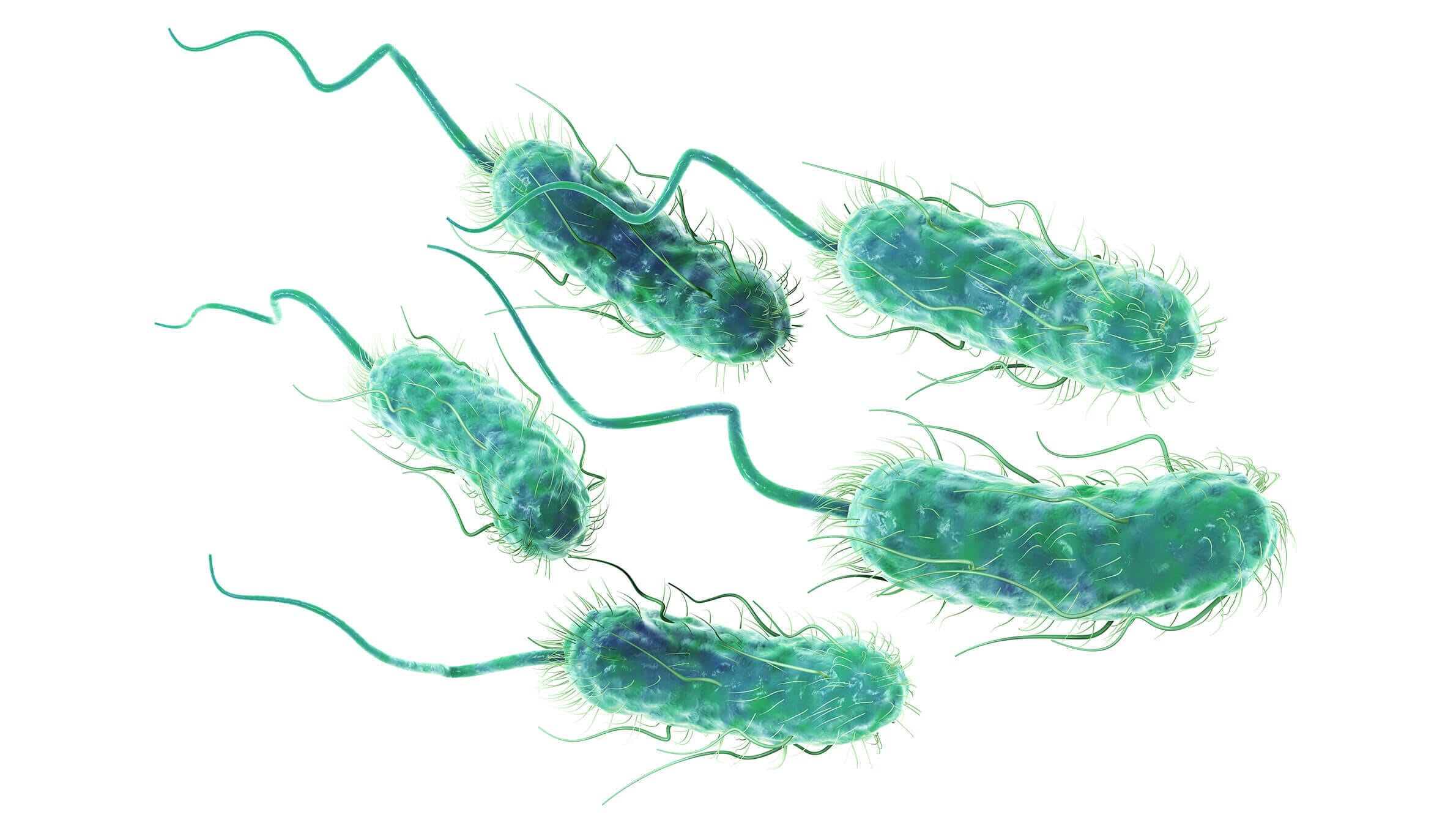Escherichia Coli STEC