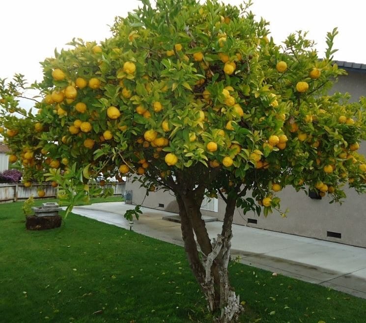 Albero di limone