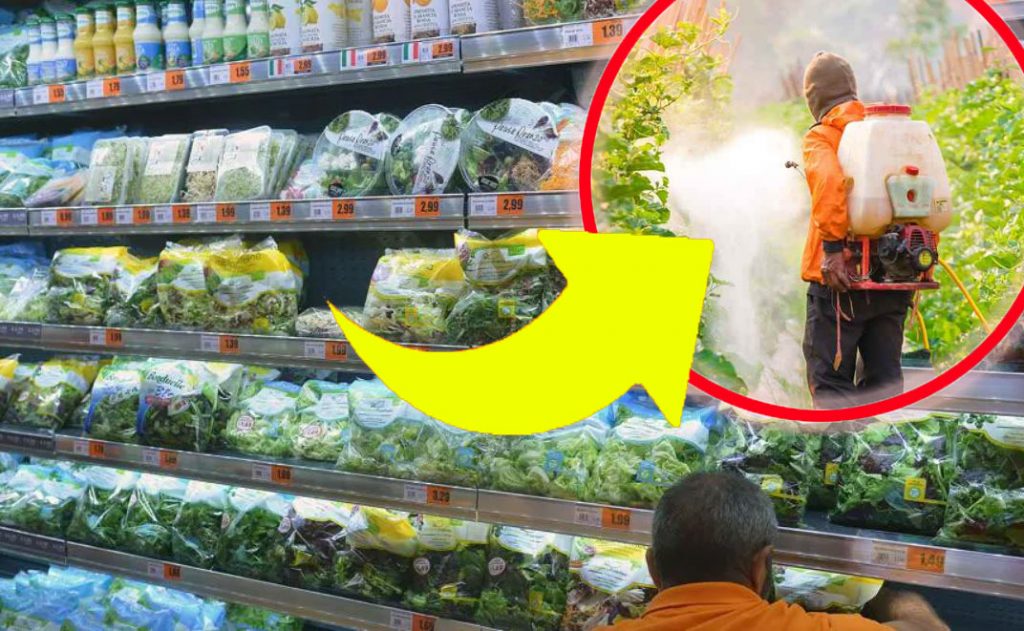 Insalata in busta: trovati pesticidi e metalli pesanti | Sono queste le migliori da acquistare al supermercato!