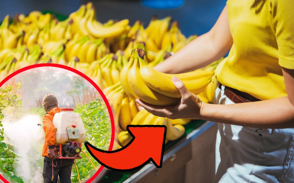Banane, trovati pesticidi anche nella polpa: se ne salvano solo 3 su 20 marche | Lidl, Carrefour e Esselunga in fondo alla classifica!