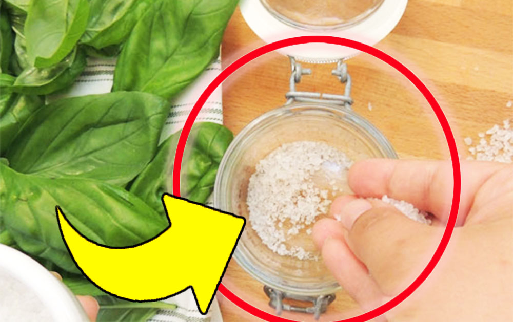 Basilico e sale, mettili in un barattolo: questo trucchetto è preziosissimo in cucina | Non smetterai più di farlo!