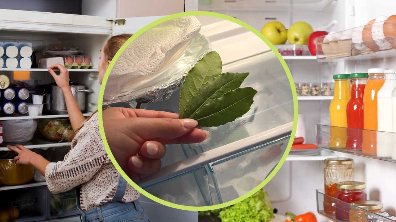 Foglie di alloro nel frigo