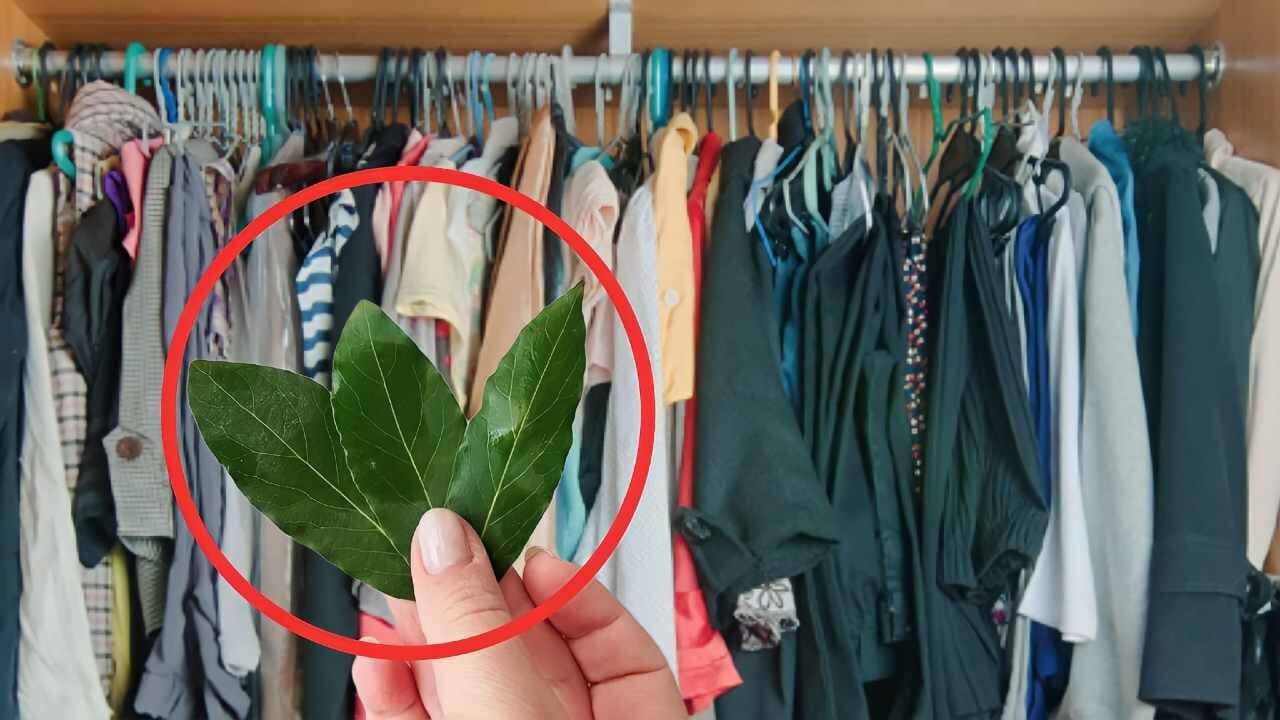 Foglie di alloro negli armadi e mobili