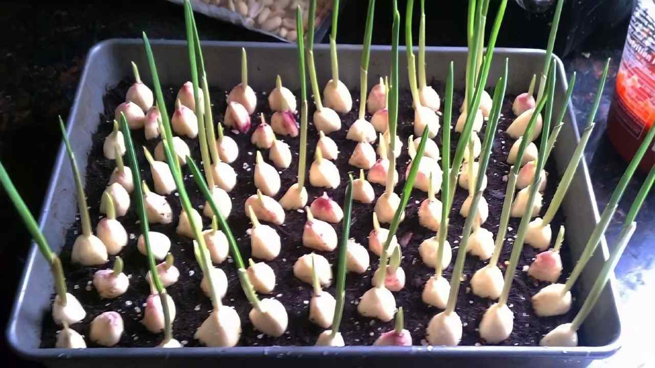 Coltivare l'aglio in casa