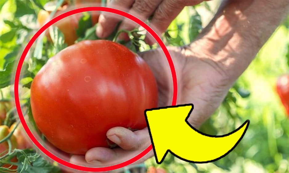 Pomodori grossi e succosi, è da anni che metto questo concime: il segreto dei contadini!