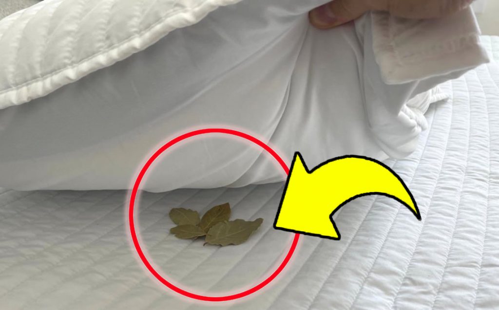 Foglie di alloro sotto il cuscino, mettile prima di andare a dormire: l’antica usanza dei nonni!