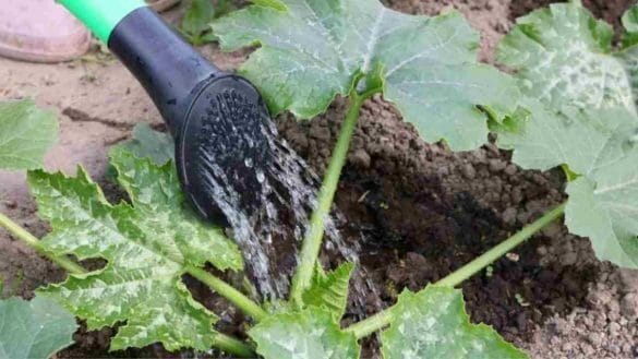 Zucchine