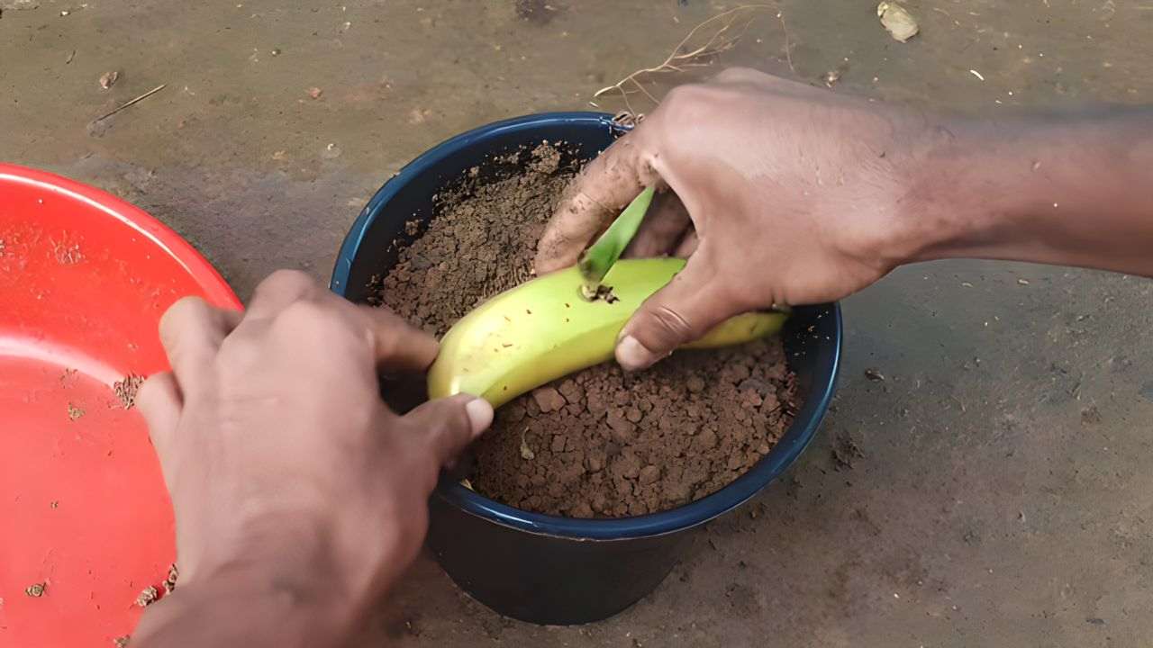 Banana nel terreno