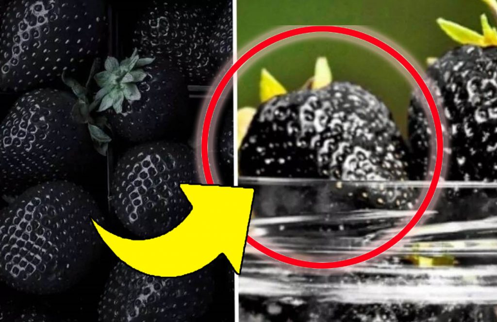 Fragole nere, le hai mai viste? Arriva il frutto più cercato del momento, ma non farti ingannare!