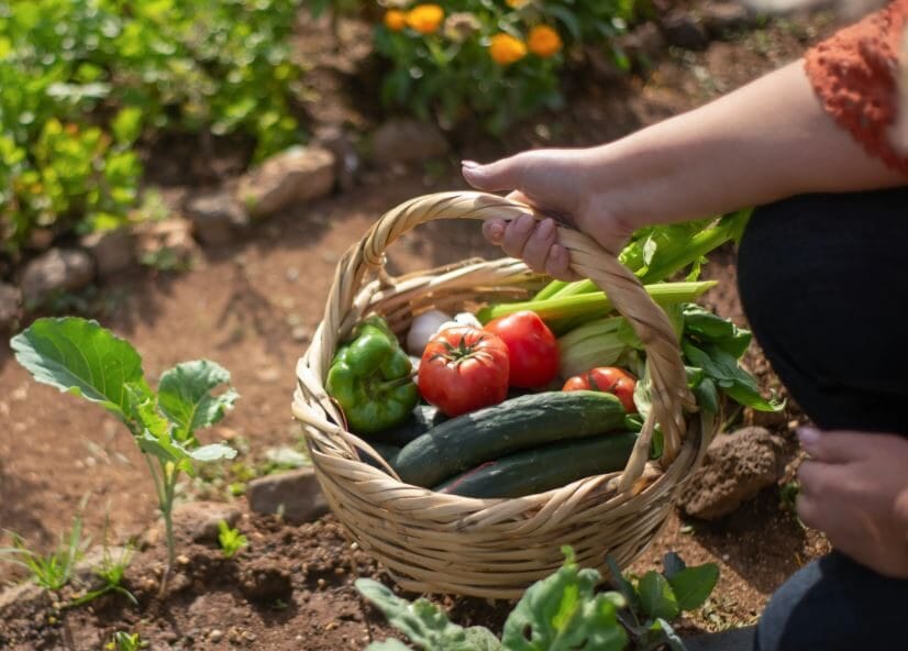 Frutta e verdura, non dimenticare di piantare questi a maggio | Porterai tanto sapore in cucina!