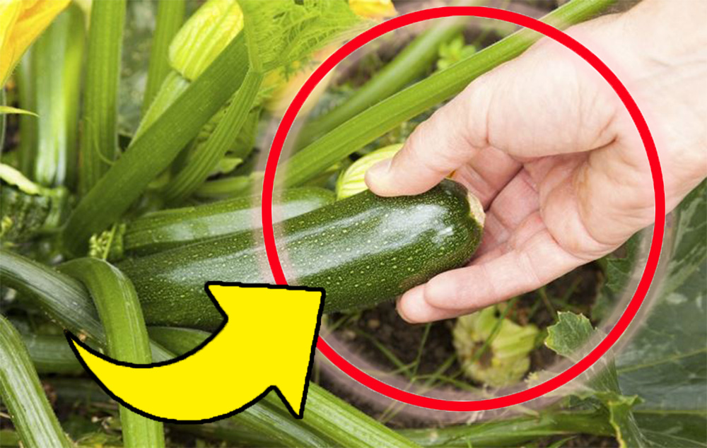 Zucchine, non piantarle mai vicino a queste piante se vuoi un raccolto abbondante | In tanti commettono questo errore!