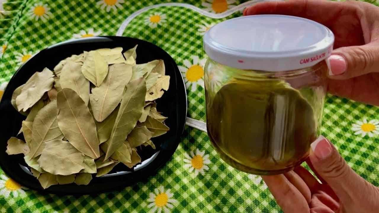 Olio di alloro