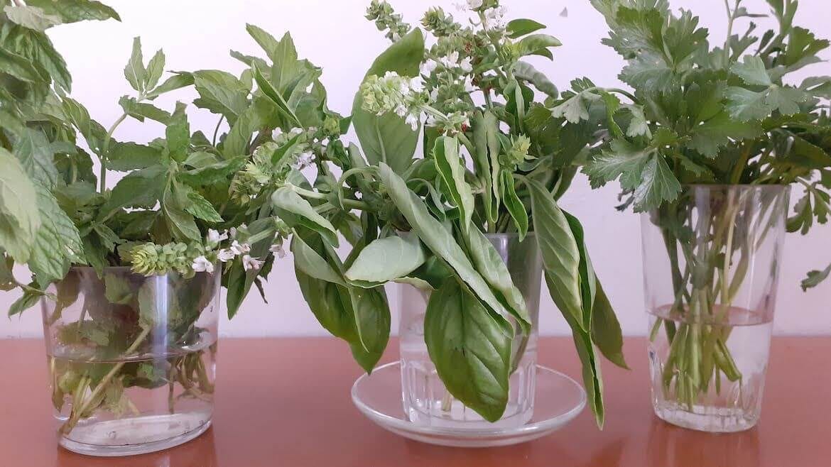 Basilico in acqua