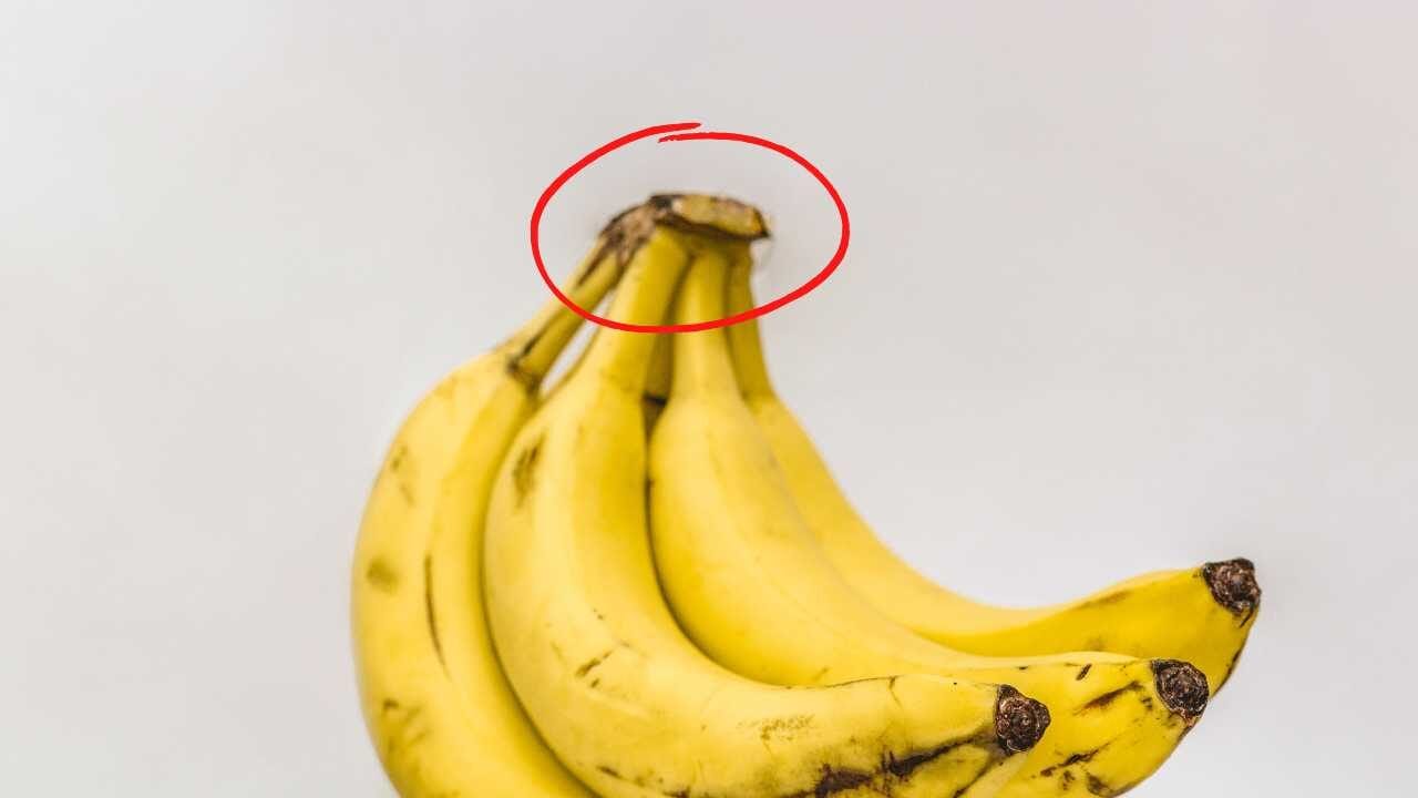 Picciolo e bucce di banana