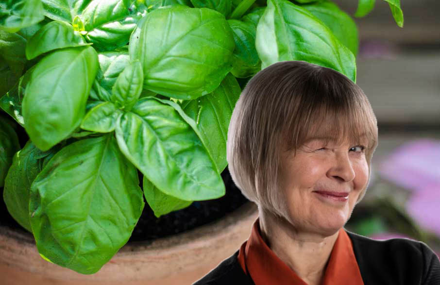 Basilico, il segreto di mia nonna per averlo bello fresco e rigoglioso per tutto l’anno!