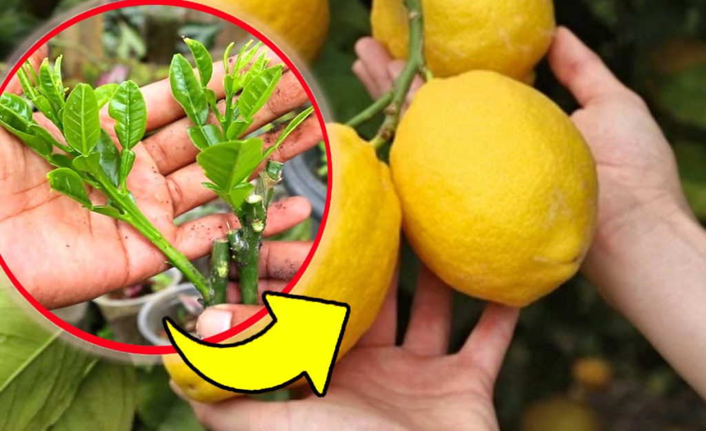 Limoni grandi e succosi, l’antico metodo usato dai nostri nonni: li avrai così fino all’autunno!