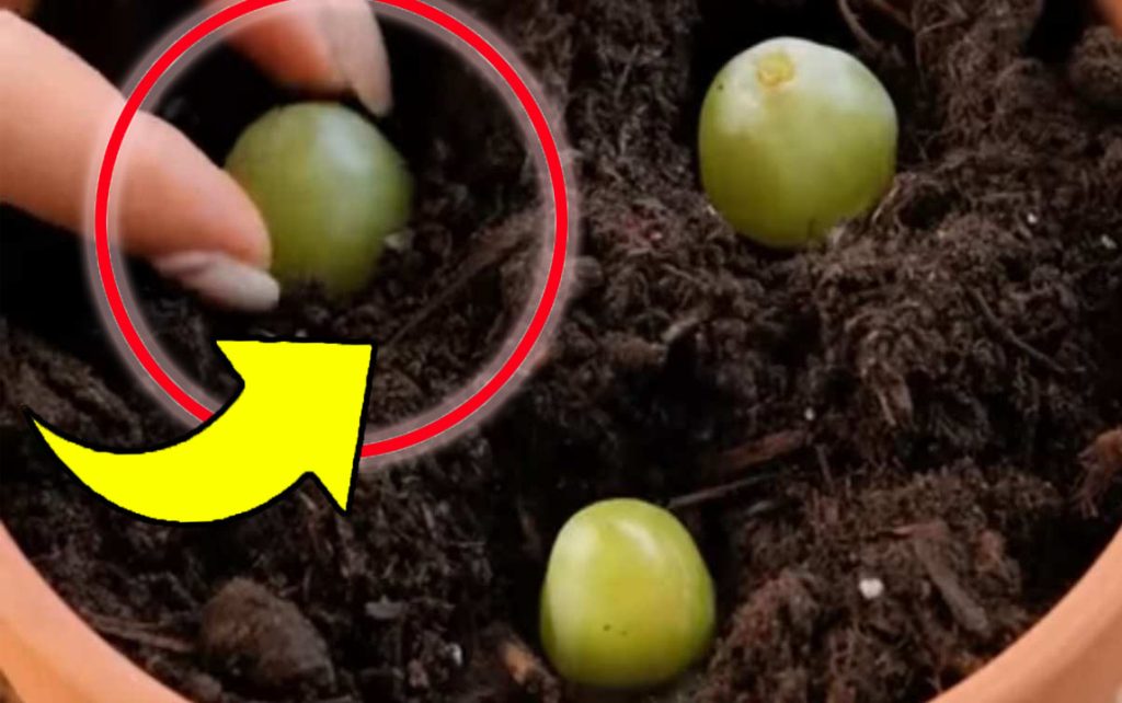 Metto 3 chicchi di uva in un vaso pieno di terreno: dopo 10 giorni accade l’impensabile!
