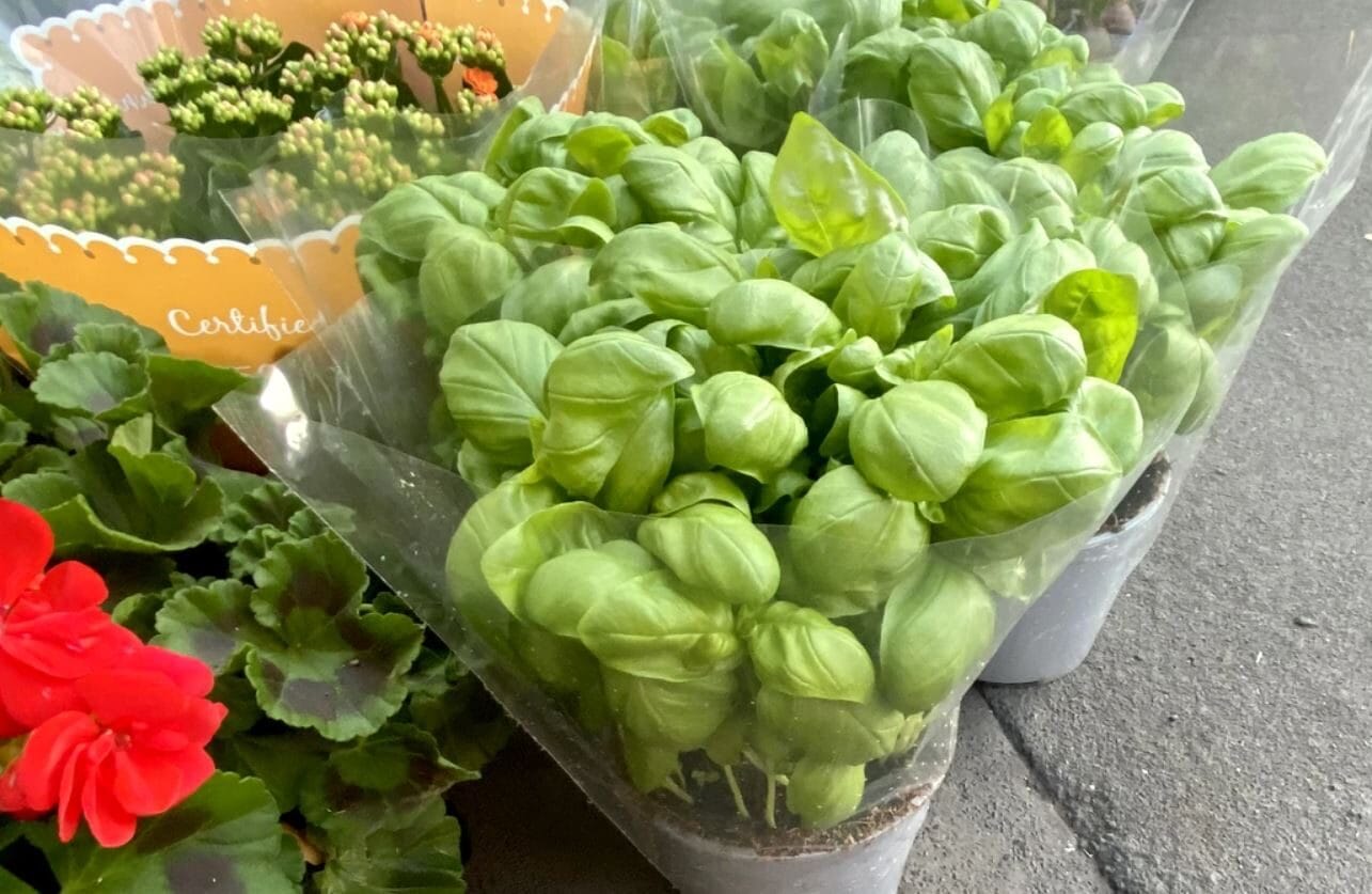 Basilico