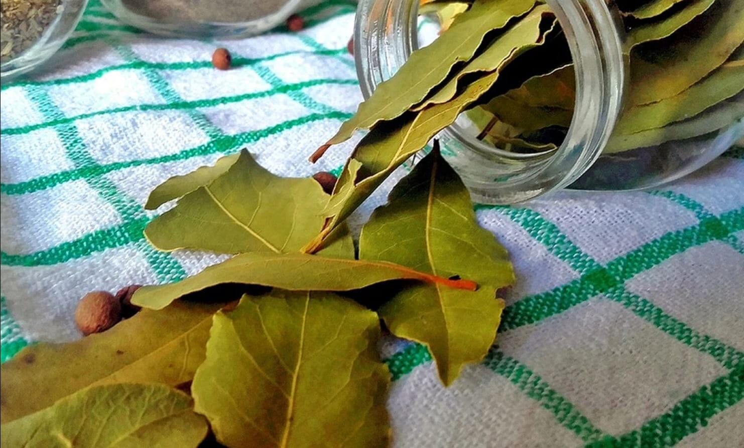 Foglie di alloro
