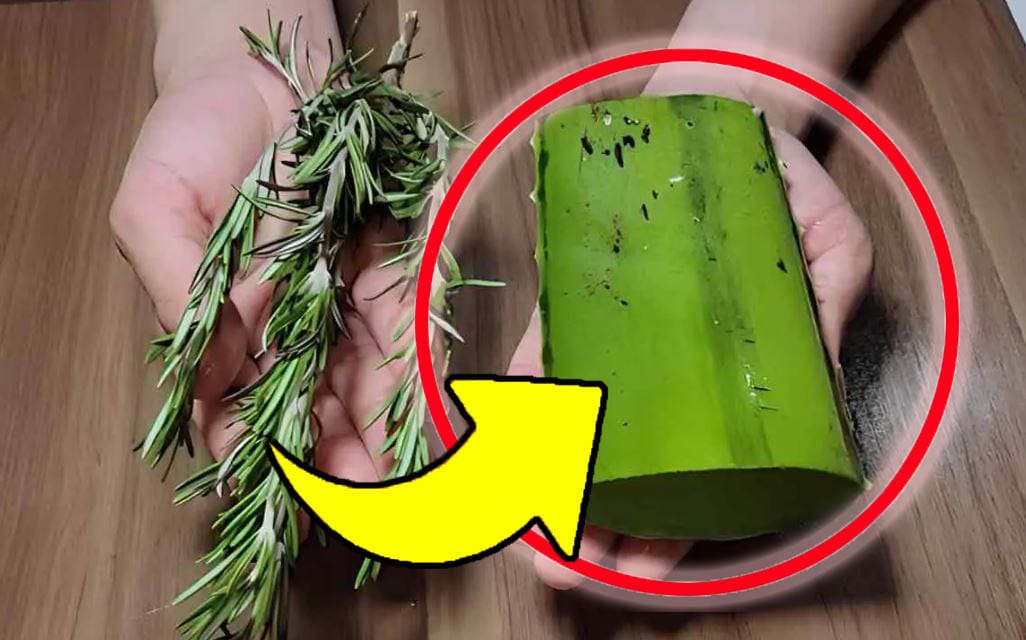 Rosmarino e aloe