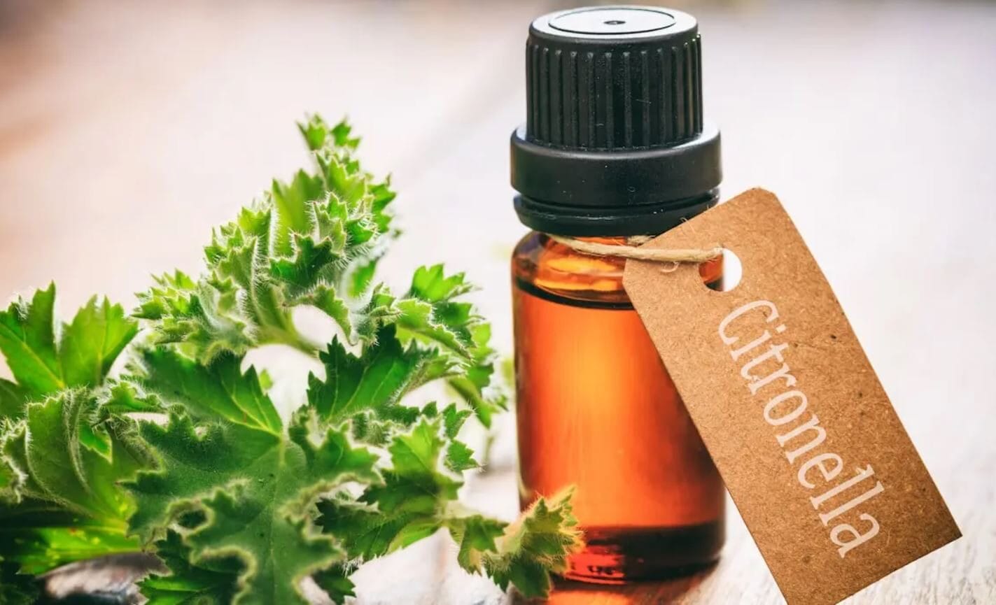 Olio alla citronella
