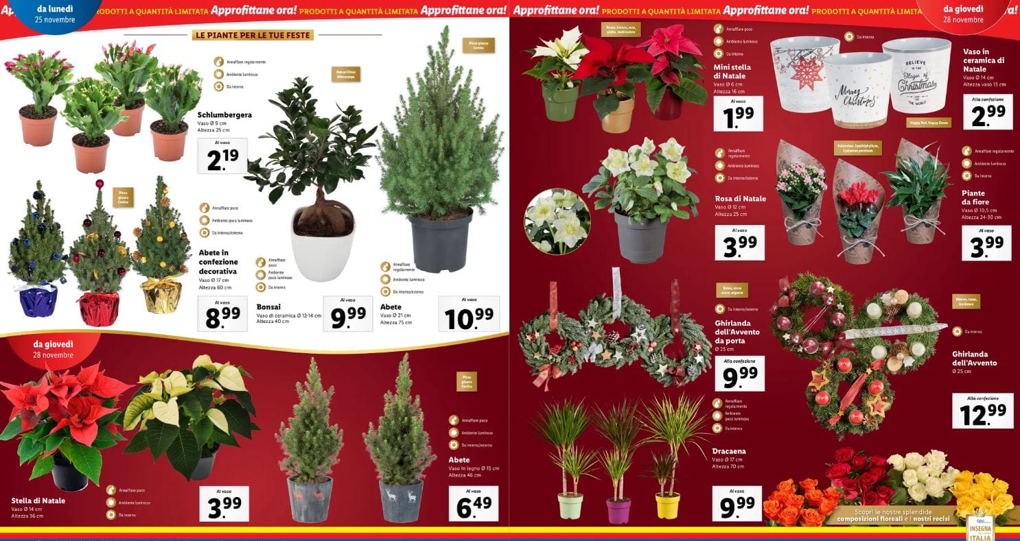 Piante e ghirlande di natale lidl