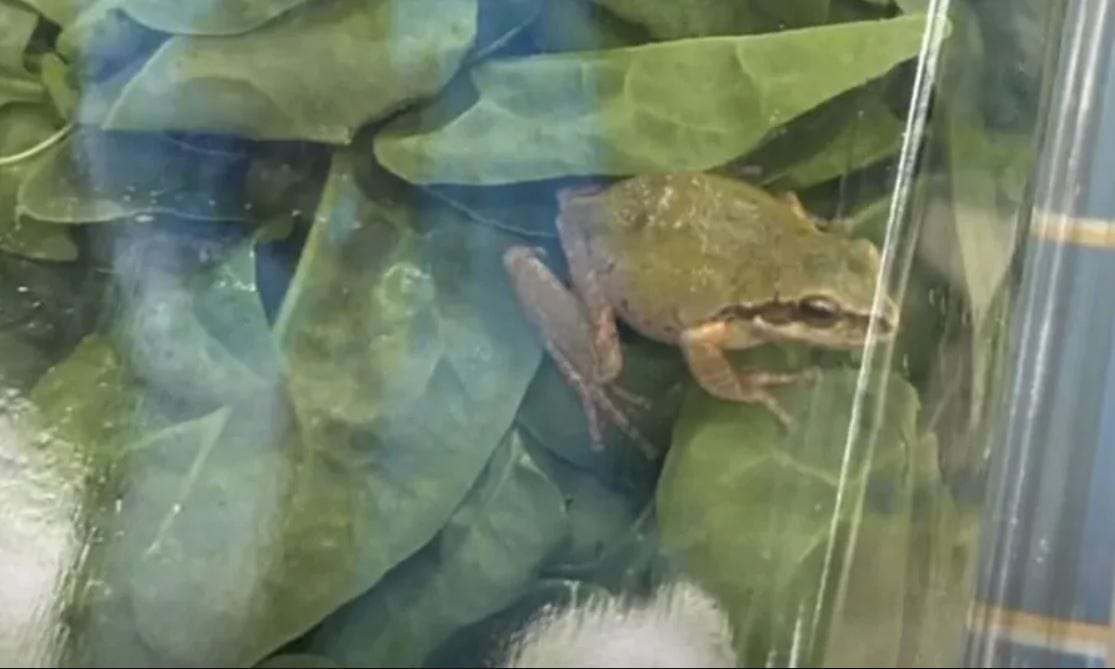 Rana viva negli spinaci