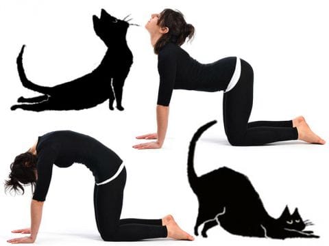 Posizione gatto