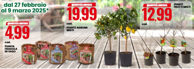 Piante agrumi e frutti misti eurospin