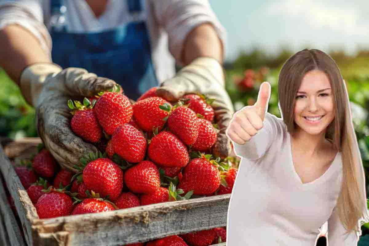 Fertilizzante naturale per le fragole