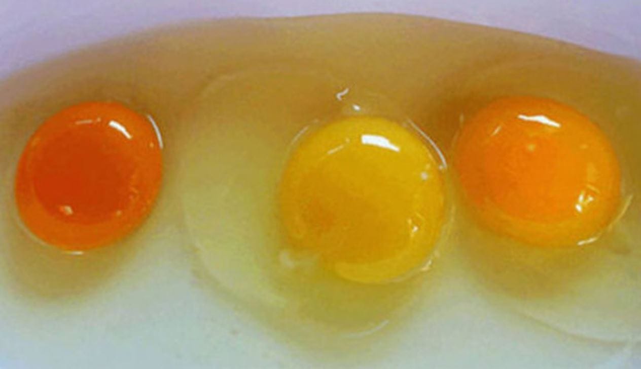 Colore del tuorlo