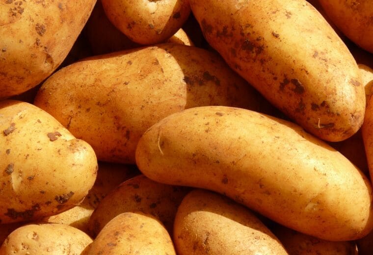 Patate fresche per ricette al forno, in padella e sformati
