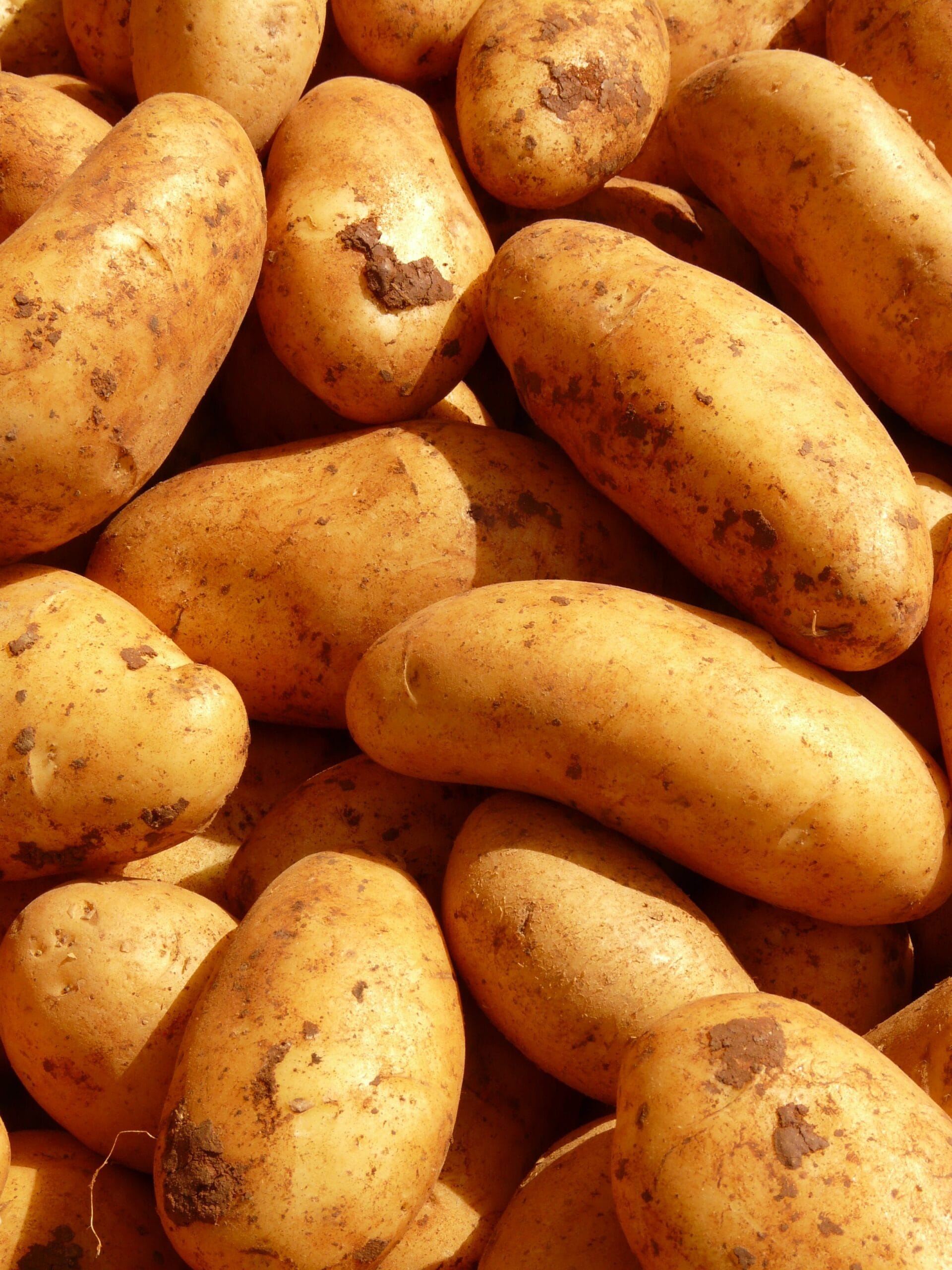 Patate fresche per ricette al forno, in padella e sformati